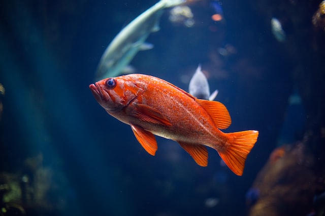 Orange Fish